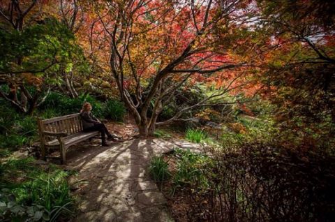 Mount Tomah, Blue Mountains