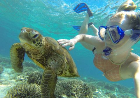 Lady Musgrave Island brooooke r