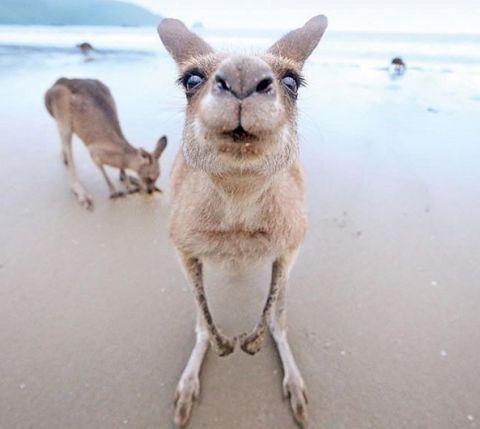 cape hillsborough hashtagTravelers