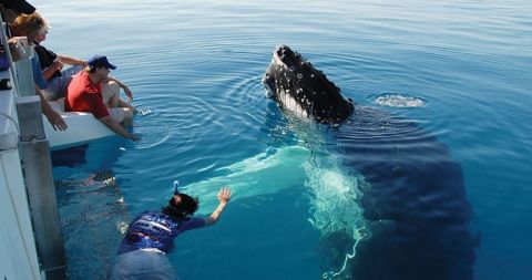 hervey bay blue dolphin tours