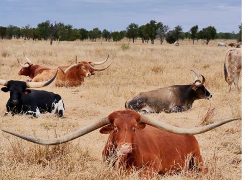 charters towers cows 