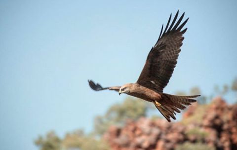 cloncurry