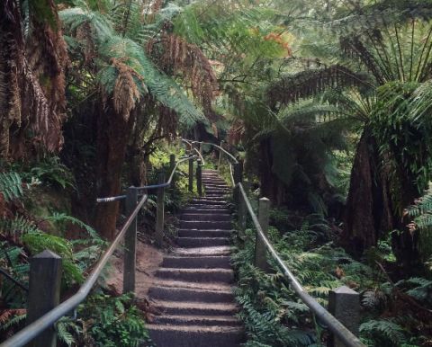 1000 steps, Dandenong Ranges,  elliesalmon3