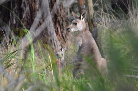 birdsland reserve