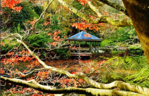 national rhododendron gardens, Dandenongs,  selinagao 125