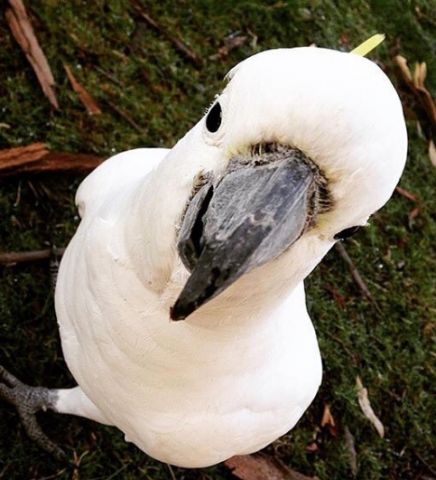 cockatoo. The Grampians. saaabl