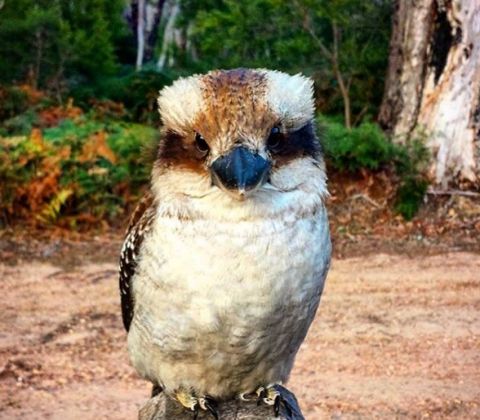 Kookaburra, The grampians. dniemiecki