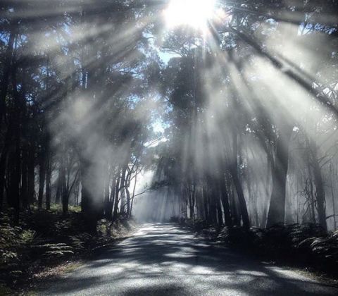 Driving through the mist. Grampians. kyles 79